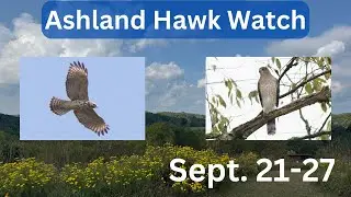 Ashland Hawk Watch Update Week 4: Highlights and Raptor Identification Practice (September 21-27)