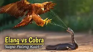 Serem !!! Pertarungan Burung Elang vs Cobra