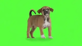 cute dog green screen