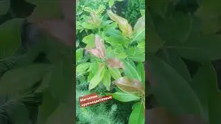 Магнолии крупноцветковые 4й год от семечки #nature #сад #garden #plants #природа