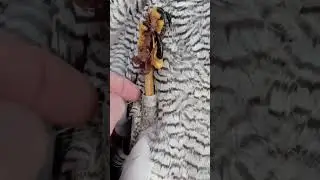 Жизнь и Смерть😵 Орнитолог  