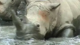 RHINOS MUD BATH - Seoul Zoo