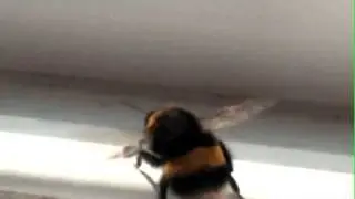 BombleBee ;)
