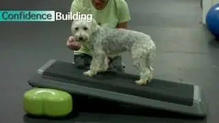 Yuppy Puppy FitPaws Training
