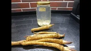 хреновуха кавказская