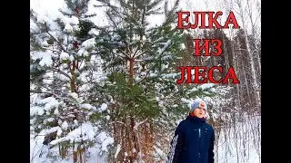 Поехали в лес за сосной