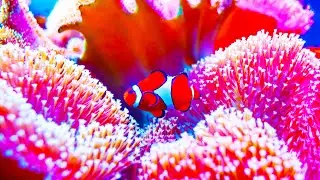 Crazy Coral 🐡 Deep Blue Discovery