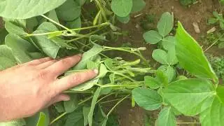 Late Planted Soybeans: Best Weather for Pod Fill?