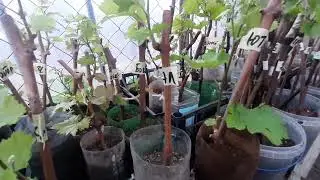 Сколько побегов оставлять на вегетирующем саженце винограда.
