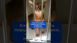 Как уменьшить порцию еды кошки, чтобы она не заметила