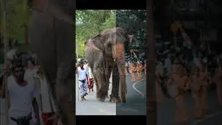 WILDLIFE PHOTOGRAPHY - Powerful Photo Editing Mobile app in lightroom | Elephant Photo Editing Tips