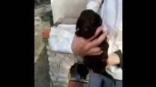 Vau-vau