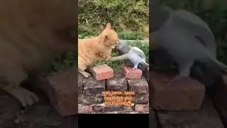 Ada burung sedang ngeledek oyen . 