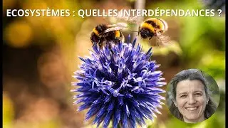 Écosystèmes : quelles interdépendances ? - LE VIVANT, UN SYSTÈME D'INFLUENCES