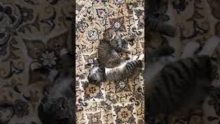 Ненаглядные 