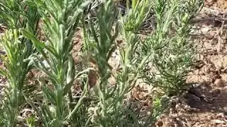 Singing cicada