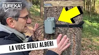 Alberi che Parlano: ecco i Tree Talker, suoni e voci delle piante