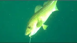 BANG!!! A big cod caught at the first drop with Saltwater Sandeel