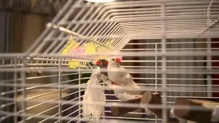 Finch Exam by Dr. G.