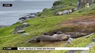Iles Kerguelen : partons à la rencontre des éléphants de mer, à l'Anse des... Pachas