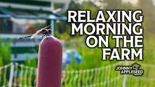 Relaxing Farm Ambiance | Chickens, Pigs and Planting Summer Crops | Johnny Appleseed Organic Village