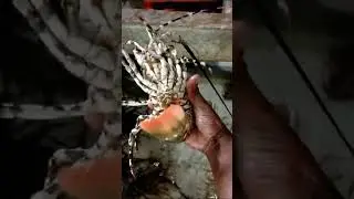 Lobster Air Asin sedap mantap