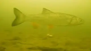 Келбаские голавли-2.