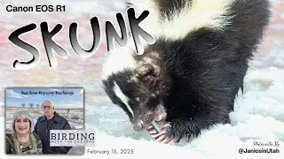 SKUNK!