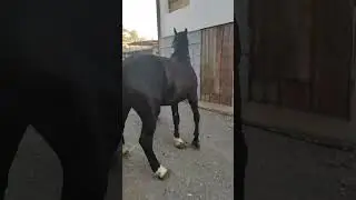 Mashaalah gap yo’q Otga