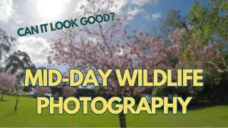 Can mid day photography still look good???