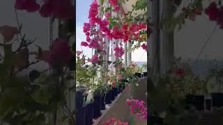 Бугенвиллия на лоджии / bougainvillea at home