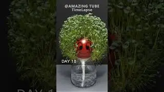 Growing Chia Seeds on Tomato - timelapse