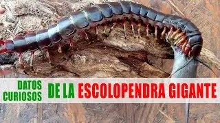 Escolopendra gigante | Datos curiosos de animales