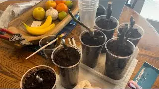 Potting up some cuttings