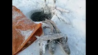 -33 ТРУДОВАЯ РЫБАЛКА №4!!! ПОРВАЛ СЕТЬ!!!  ЯКУТИЯ 2021!!!