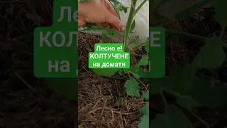 Как се колтучи #домат За начинаещи. Махане на пичове. Формиране на индентерминантни домати.