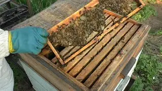 Определение роевого состояния семьи пчел без разборки гнезда
