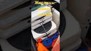Жерлицы-живец-улов!!!