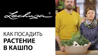 Кашпо Lechuza. Как посадить растение в кашпо Лечуза