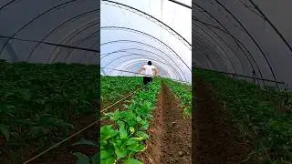 Beautiful Hard Working Farmers 