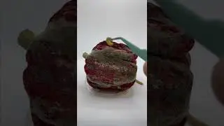 Pepper overgrown with fungus 