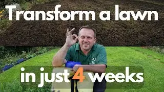 4 week lawn transformation (BEFORE and AFTER results) - Renovating In The Rain!