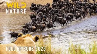 FROM SERENGETI TO MAASAI MARA | Survival on the Move 