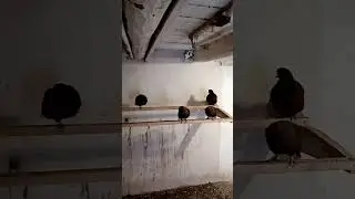 красные белохвостые