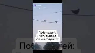 Побек курей