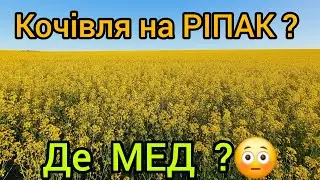 Кочівля на ріпак ! Де МЕД ?
