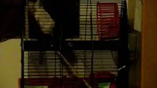 Hamster just hanging around