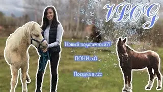 VLOG: новый подопечный | ПОНИ О.о