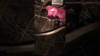 OYA REVENGE RITUAL SACRAFICE