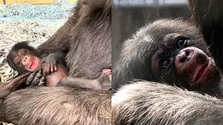 Two Baby Chimpanzees Born at Los Angeles Zoo | First Births in 11 Years 🎉🐒